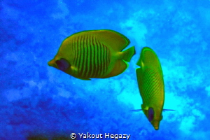 Masked butterfly fish by Yakout Hegazy 
